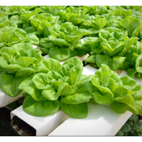 Xà lách Búp Xà lách Búp