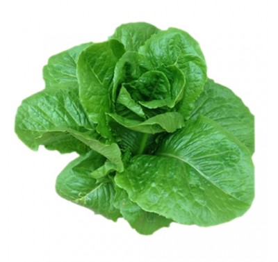Xà lách mỡ Alexandria RZ