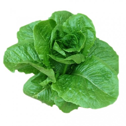 Xà lách mỡ Alexandria RZ Xà lách mỡ Alexandria RZ
