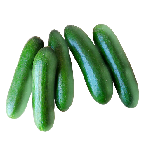 Dưa leo baby Dưa leo baby