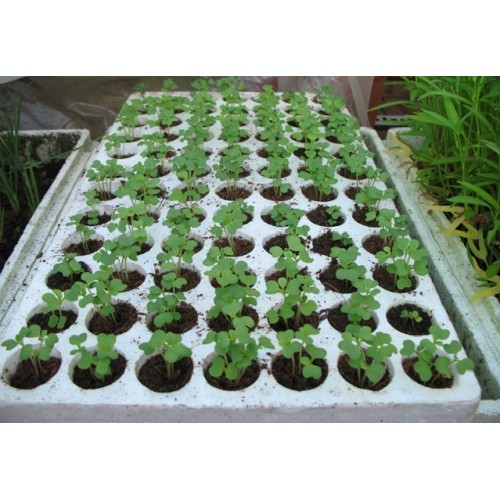 Xốp Ươm Xốp Ươm